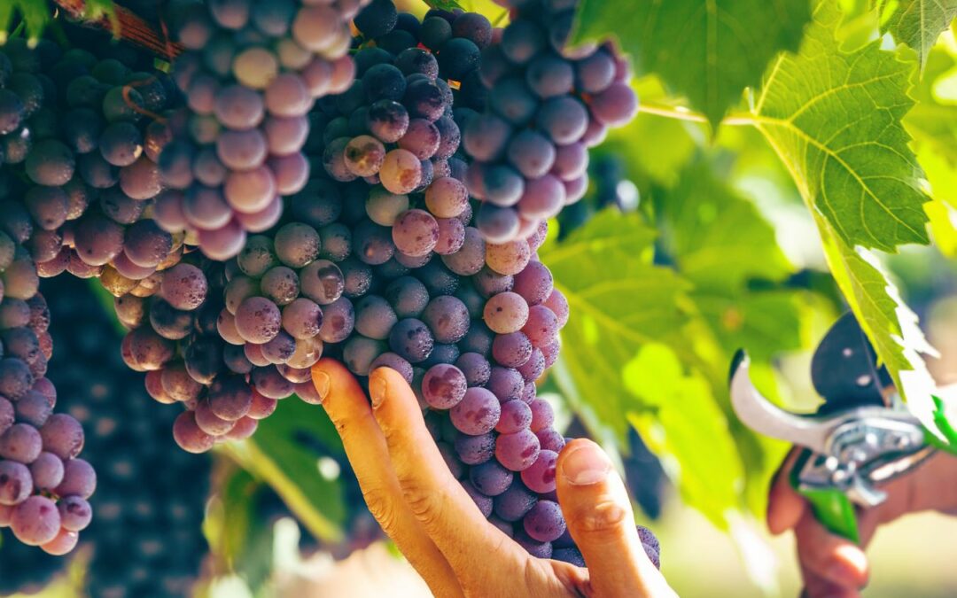 vendemmia in salento cantina sampietrana tradizione