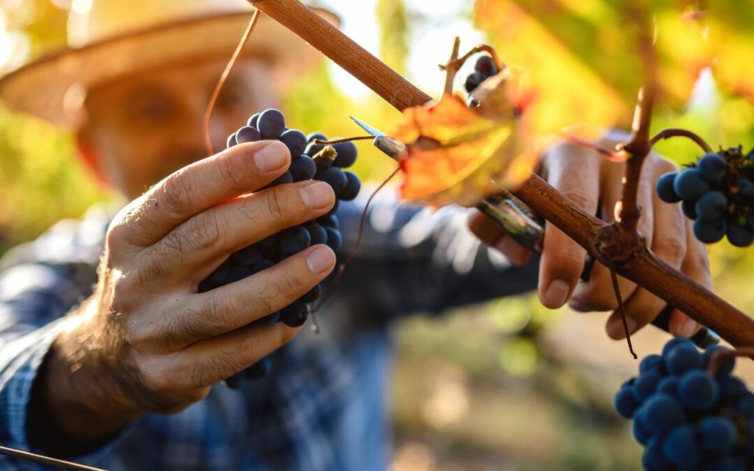 Vendemmia Manuale: amore e gusto